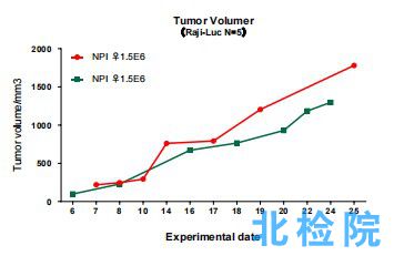 人淋巴細(xì)胞白血病皮下成瘤模型試驗(yàn)