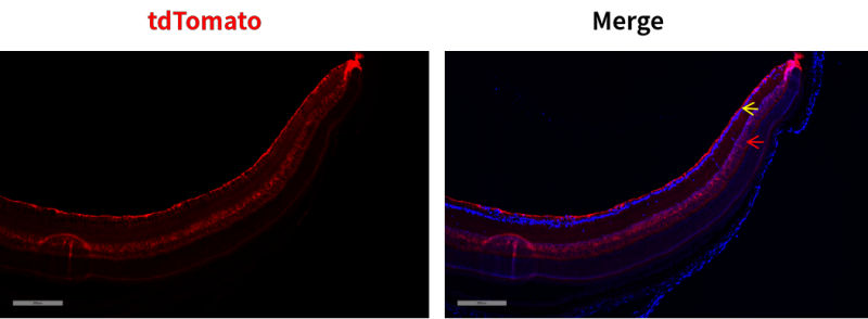 Gad2-iCre-1.png