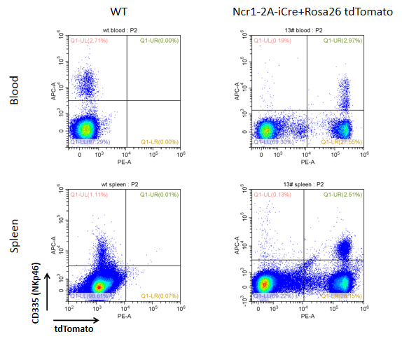 Ncr1-(2A-iCre）.png