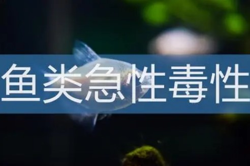 魚毒性試驗